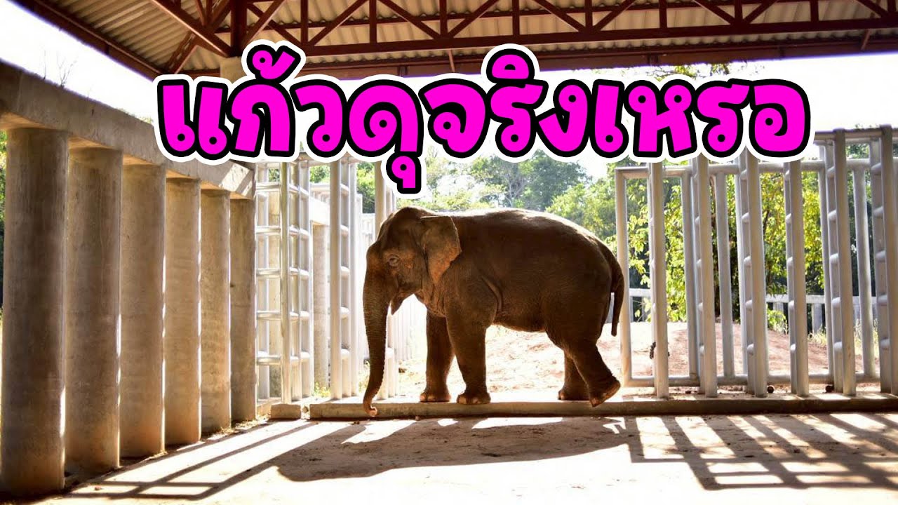 แก้วอินดี้นิ่งสงบ แต่ในใจคิดอะไรอยู่? | บ้านใหม่ชีวิตใหม่ /วิถีที่เปลี่ยนไป ช้างป่า /คำน้อยสุขทุกวัน