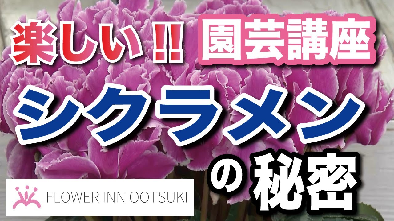 【園芸講座】シクラメンのひみつ FLOWER-INN OOTSUKI