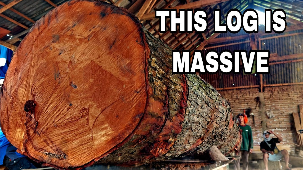 We Tried Cutting This Giant Log… It Didn’t Go As Planned