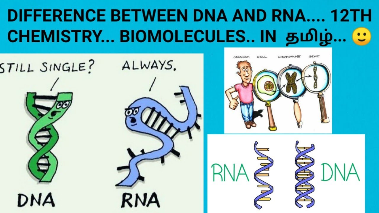 Difference between DNA and RNA... 12th chemistry... Biomolecules... In  தமிழ்.... 🙂