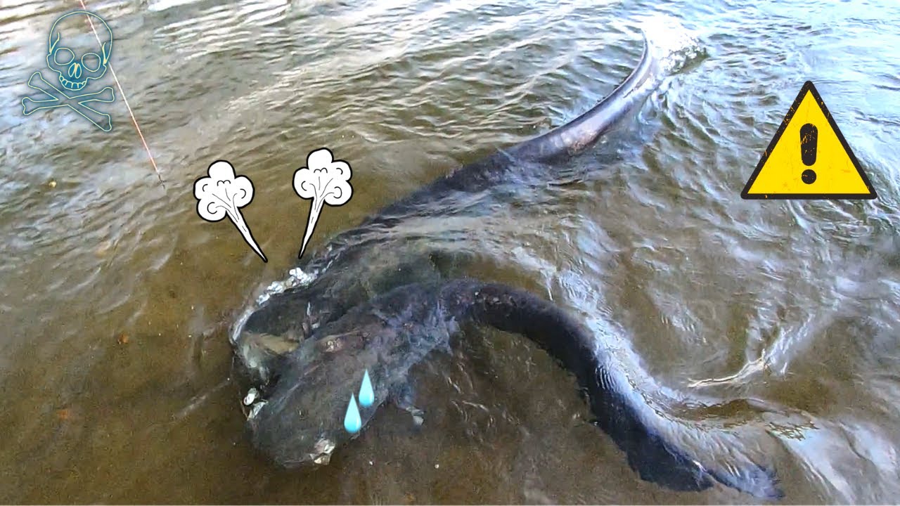 !! SILURE CANNIBALE !! #Junkycat #catfish #fishing #pecheuryo #silure