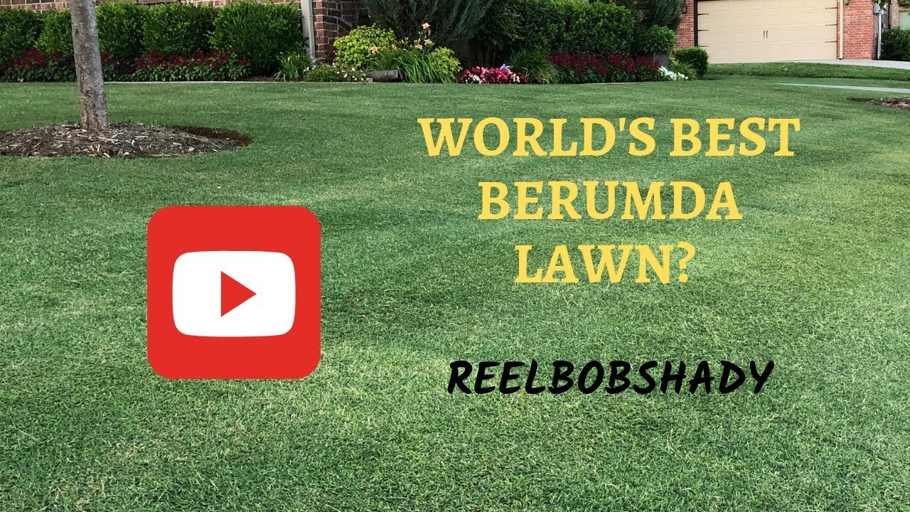 World's Best Bermuda Lawn? (Reel Low Bermuda)
