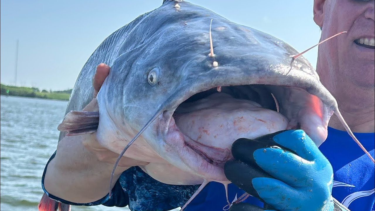 GIANT Catfish were hiding under these Barges | Tennessee River Catfishing
