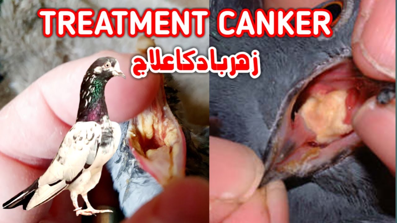 Treatment Pigeon Canker Kabootar k Zeharbad ka ilaaj (urdu/hindi)