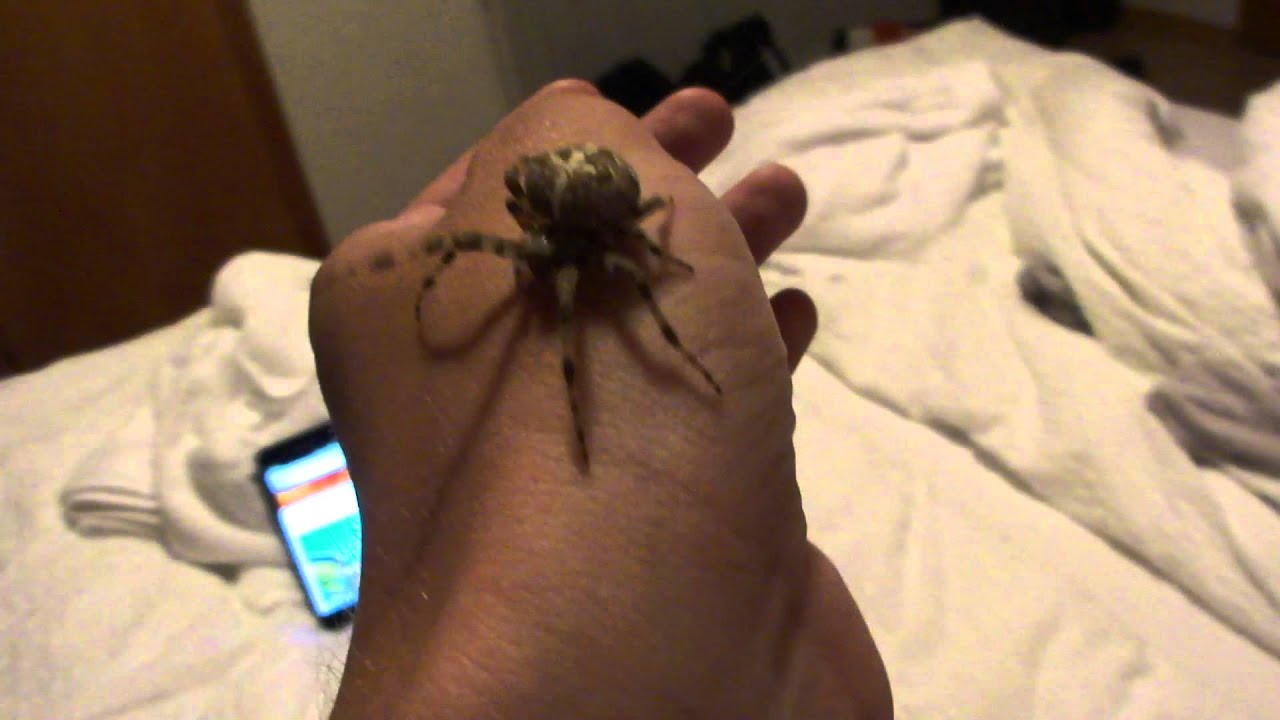 Handling Araneus Diadematus (huge female)