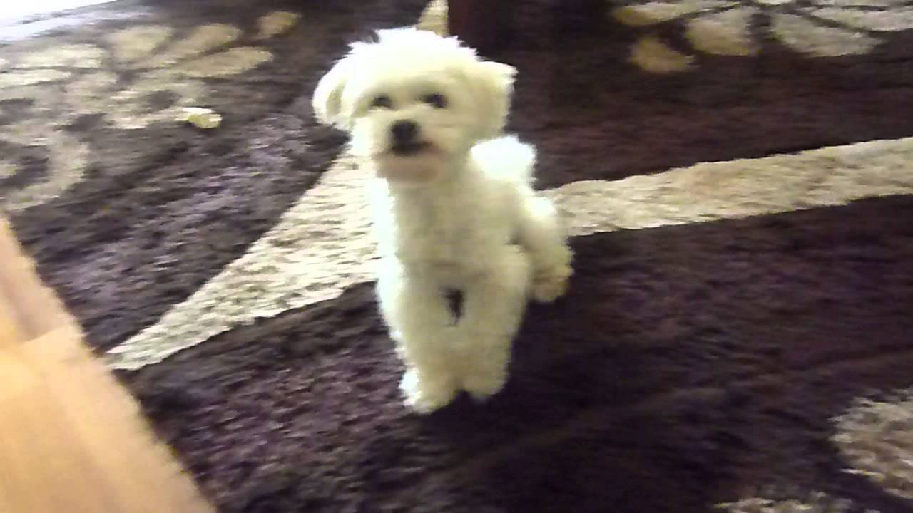 Szalony maltańczyk Leon sztuczki    Crazy maltese Leon