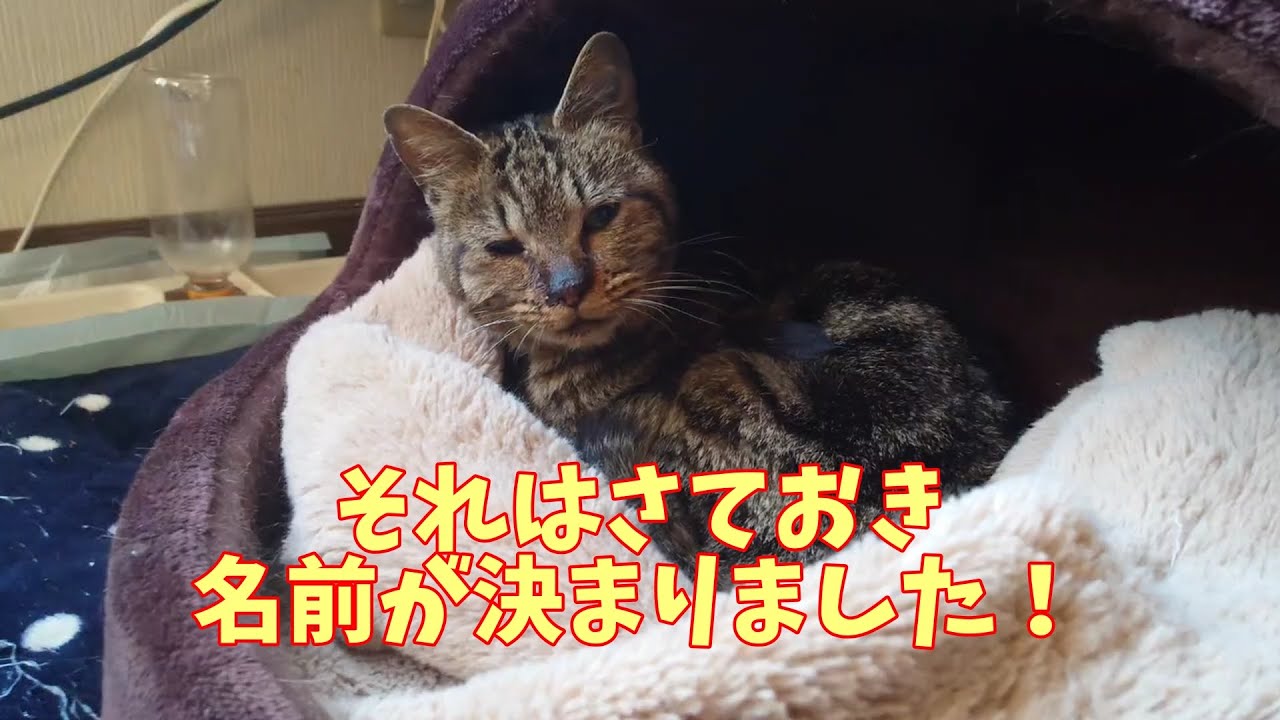 名前も決まり、食べるも出すも”モリモリ” #cat #ねこ #野良猫 #保護猫  #kitten #blackcat #瀕死 #gato #chat #Katze #gatto #고양이 #кот