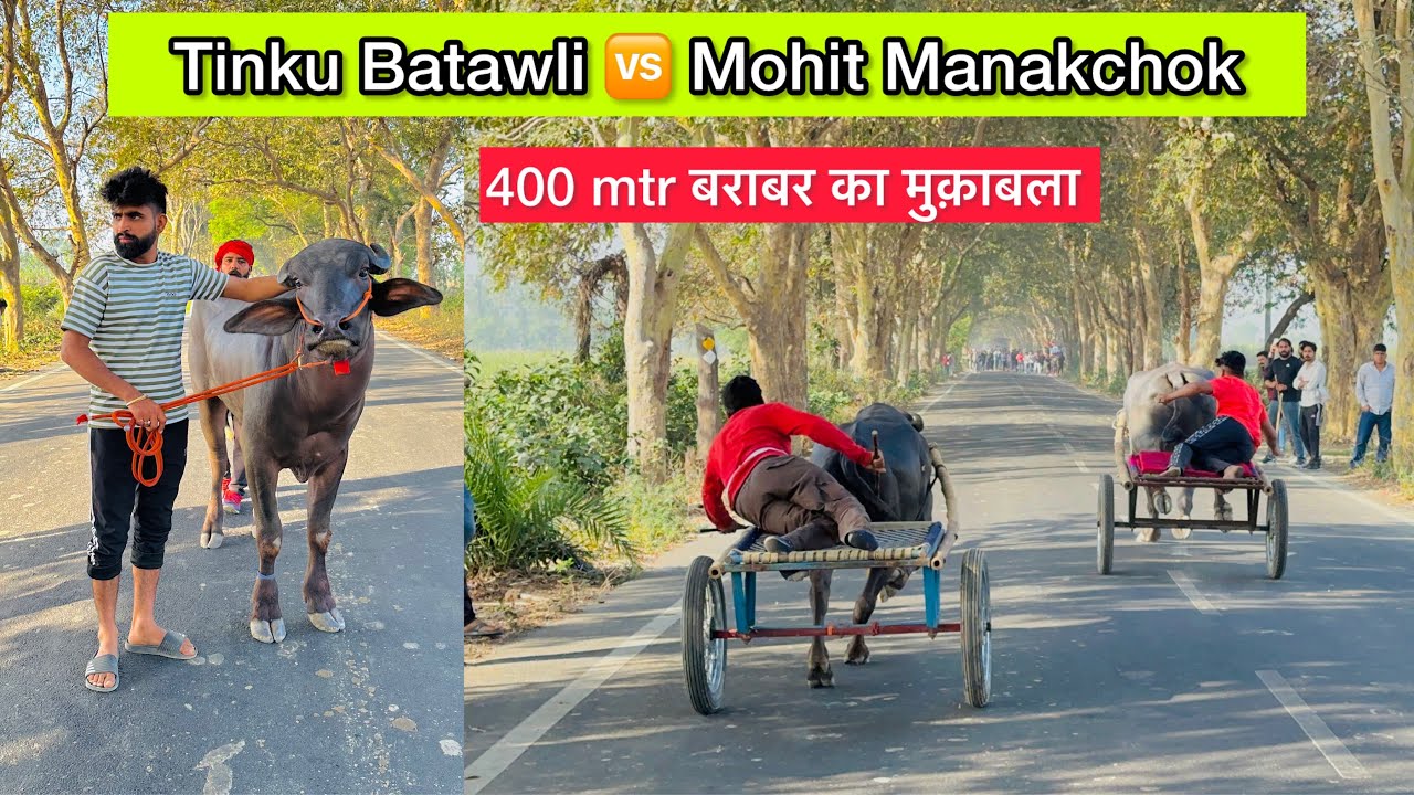 टिंकू बटावली 🆚 मोहित मानकचोक 400mtr बराबर का मुक़ाबला दो बार दोनों कटड़े भागे विजेता मोहित मानकचोक🏆