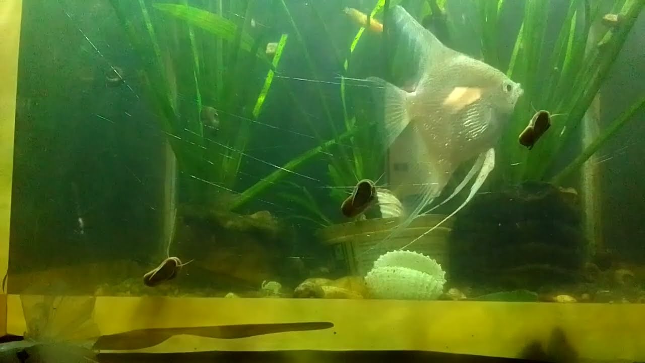 My winter Aquarium.#fishaquarium . Subscribe Like please 💯👇