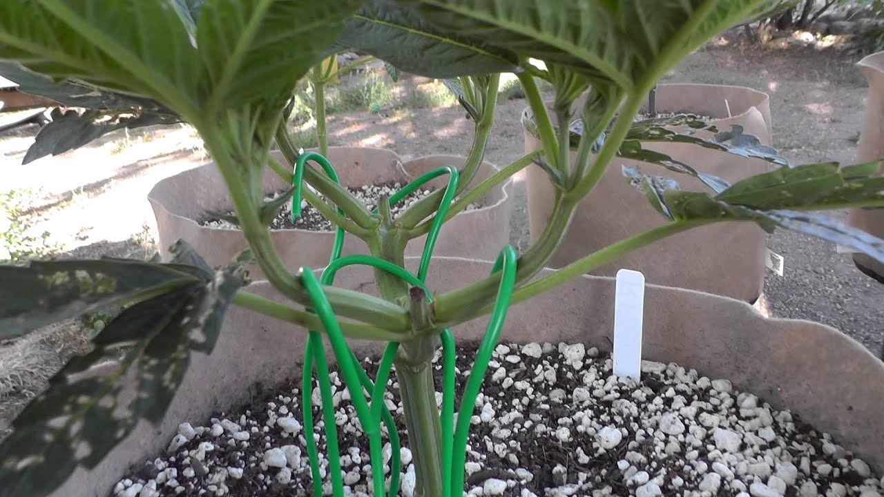 The Budologist420's Outdoor Update 4/30/13