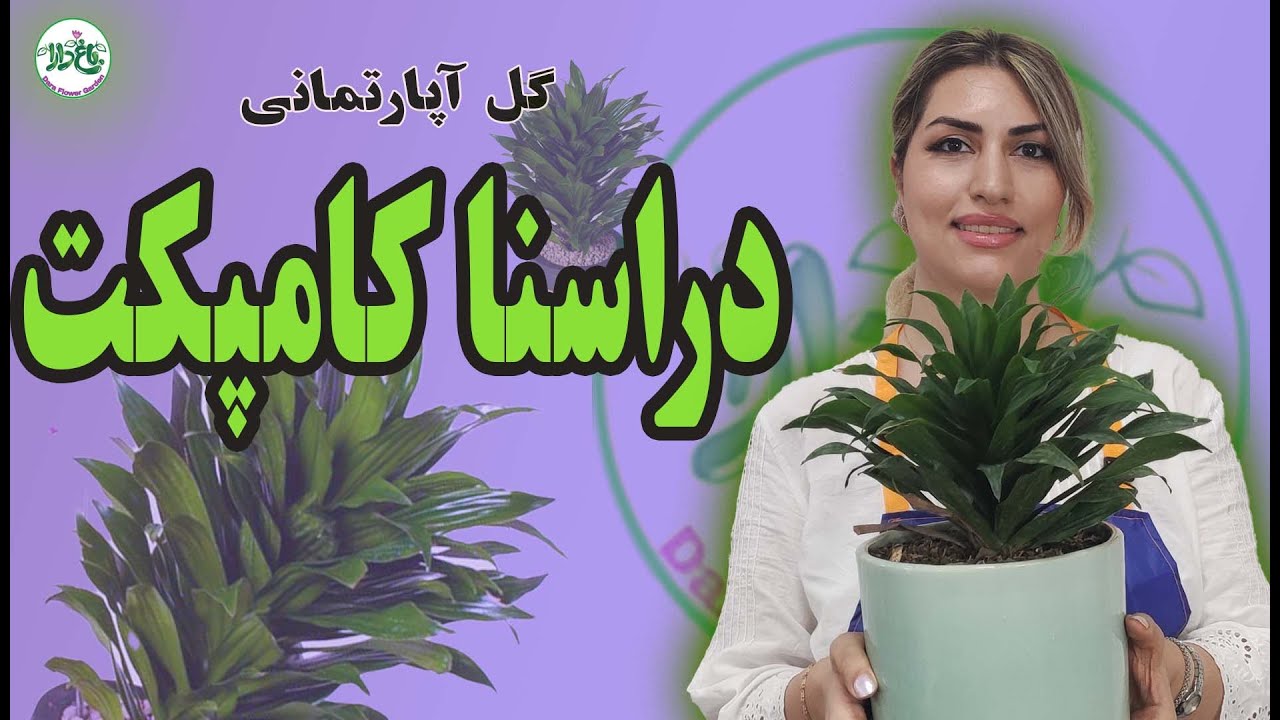 دراسنا کامپکت  | رفع مشکل نگهداری گل آپارتمانی دراسنا کامپکت