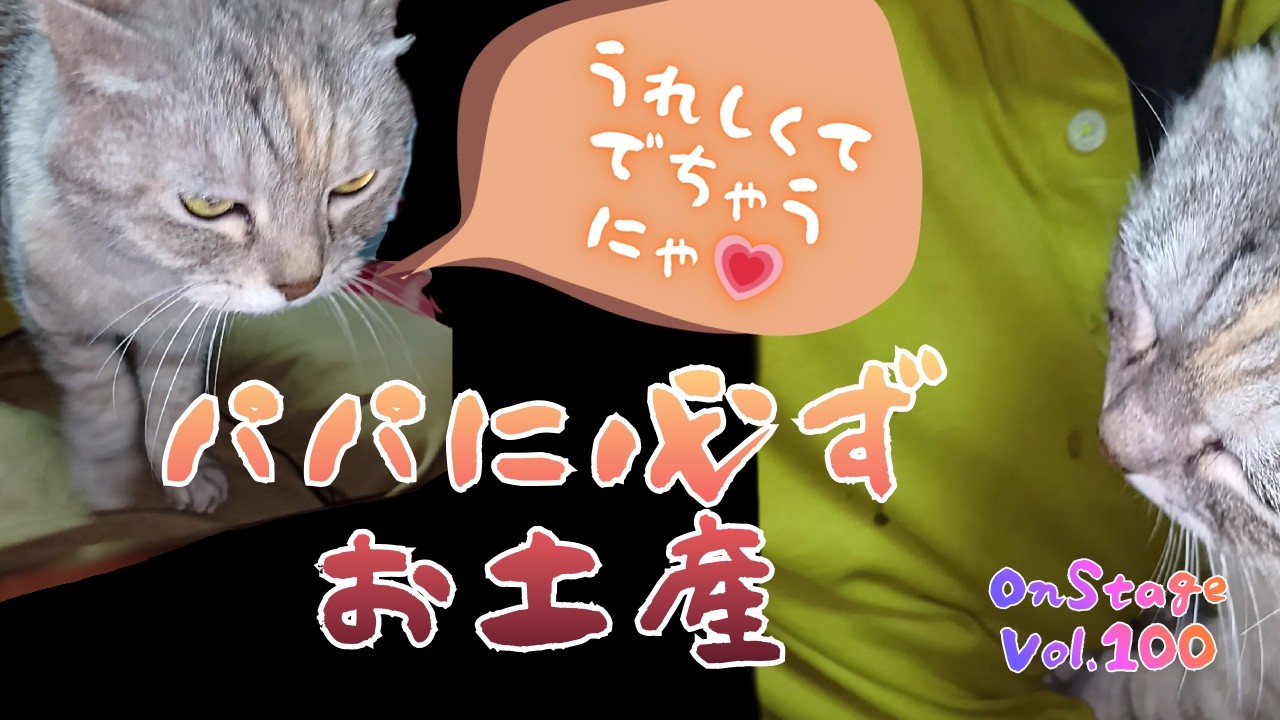 猫のプレゼント🎁　ねこネコ猫のちゅ～にゃんオンステージ　[ Ver.100 ] 　#猫　#ペット　#オンステージ 　#保護猫