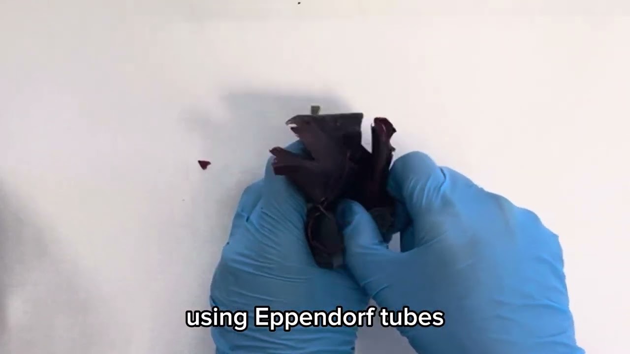 Flavescence Dor&eacute;e: Detecting an enemy of grapevine