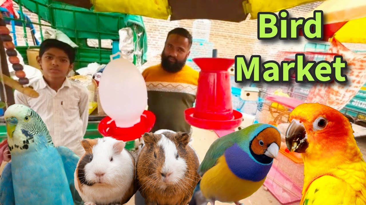 Sunday Bird Market Ahmedabad | Ahmedabad Bird Market Address | Breeding Box, Water and seeds feeder