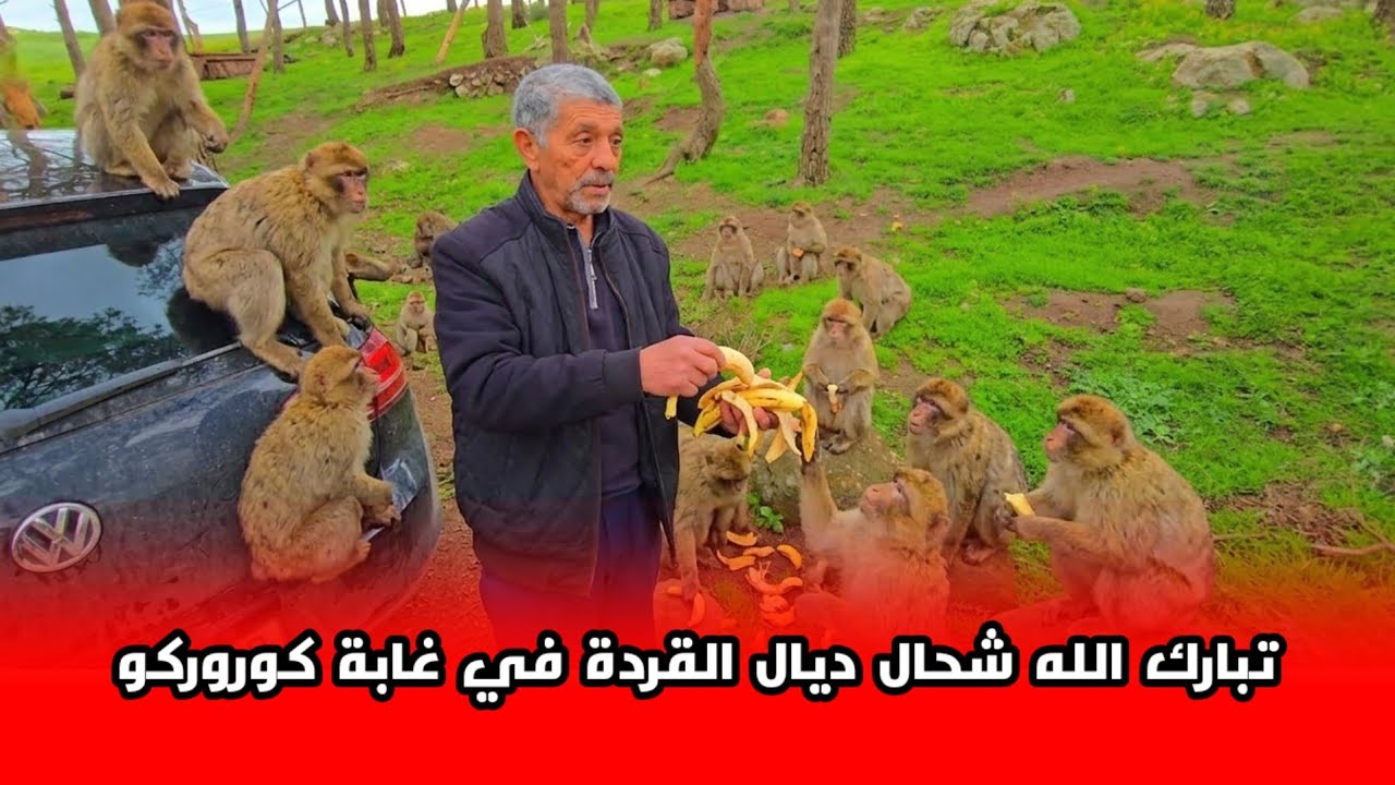 اليوم انا وعمي الطيب مشينا ل غابة كوروكو باش نعطيو الماكلة للقردة شوفو أجواء رائعة بعد أمطار الخير