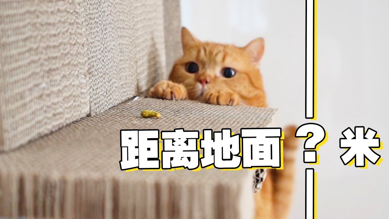 【喵来啦】2020猫咪奥运会，刷新攀岩新高度，下落瞬间心脏骤停！