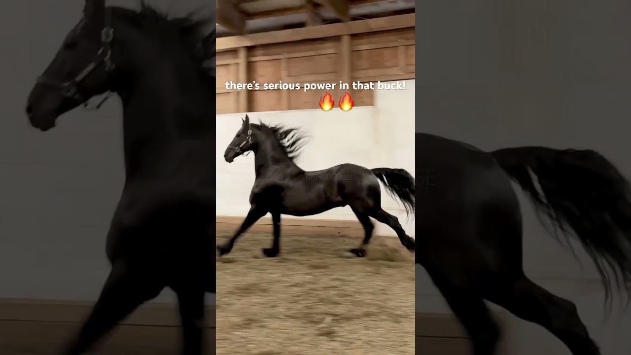 Friesian Horse Powerful Bucking🔥💪~Sooo gorgeous! #shorts