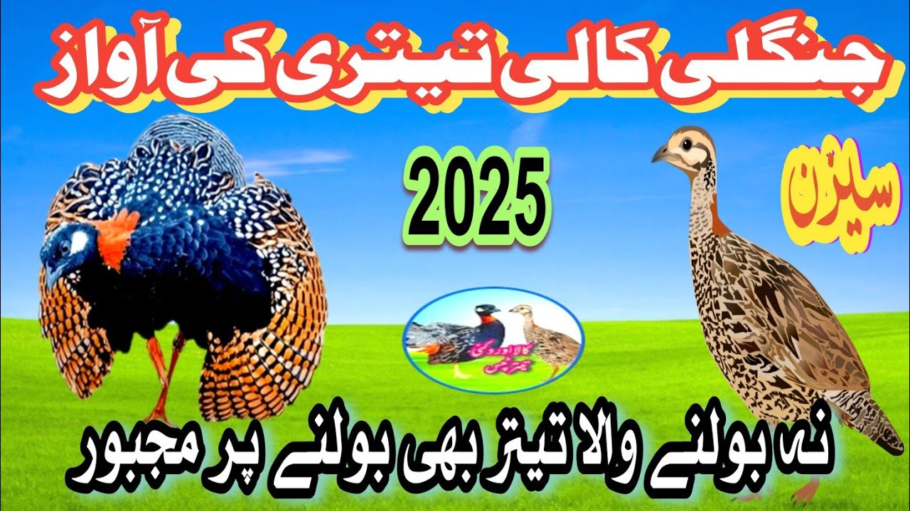 Jangli Kali Madi ki Awaz|Na bolny wala titar bulny per Mojbor|کالی مادی کی مستی والی آواز