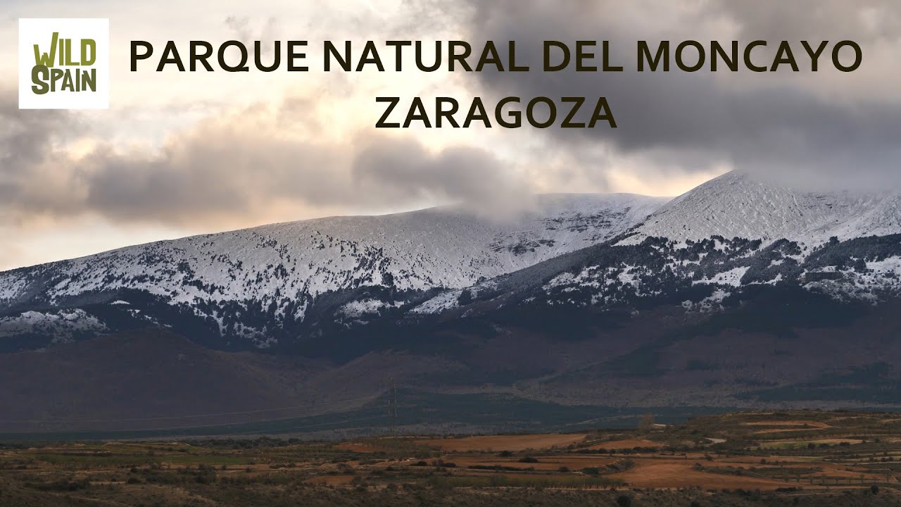 Wild Spain - Capítulo 249 - Parque Natural del Moncayo, Zaragoza.