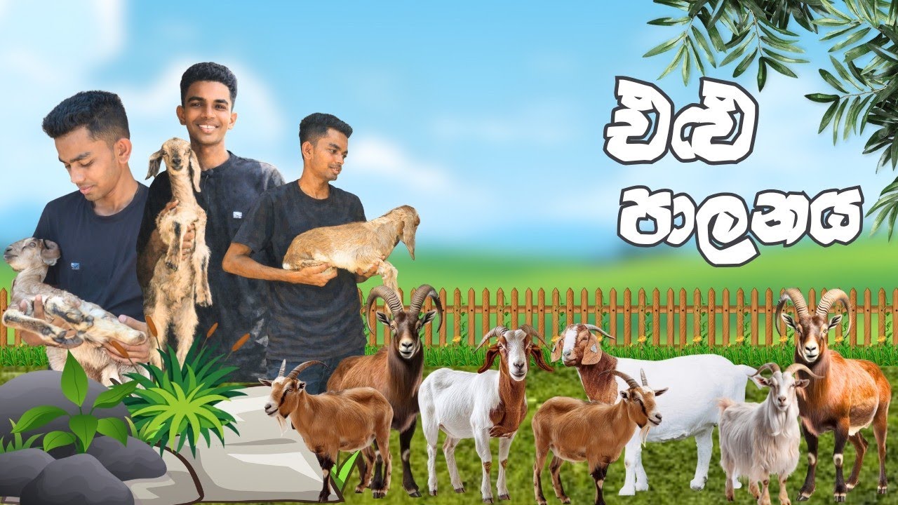 එලු පාලයෙන් නිවසේ සිට අමතර ආදායමක් | elu palanaya