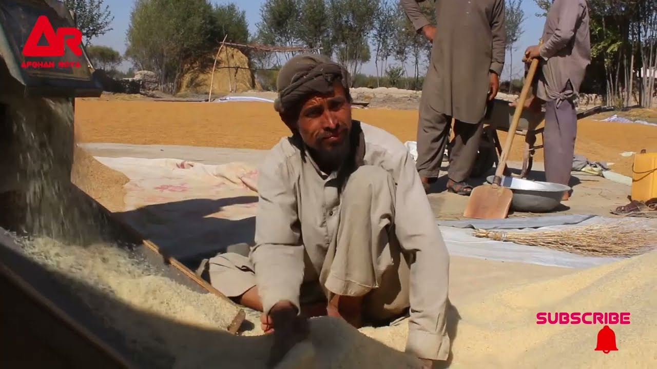 مستند۔  برنج درجه يک   بغلان۔  قسمت   3
