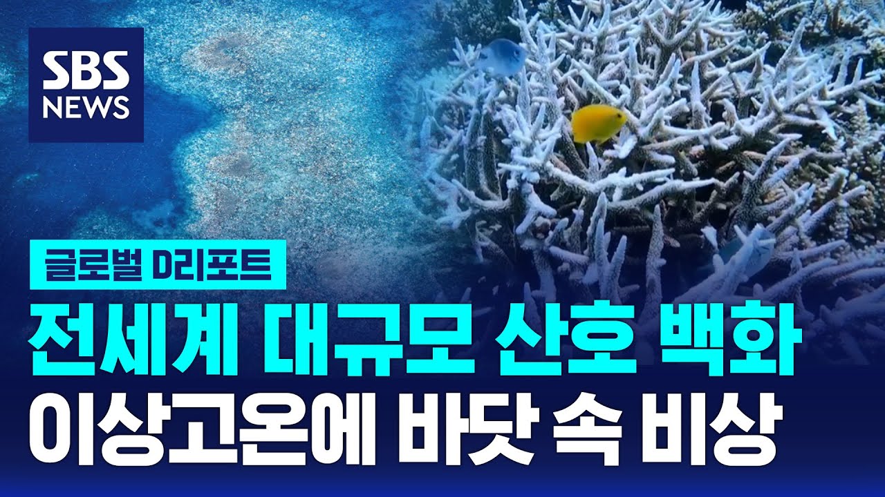 전세계 대규모 산호 백화&hellip;이상고온에 바닷 속 비상 / SBS / #D리포트