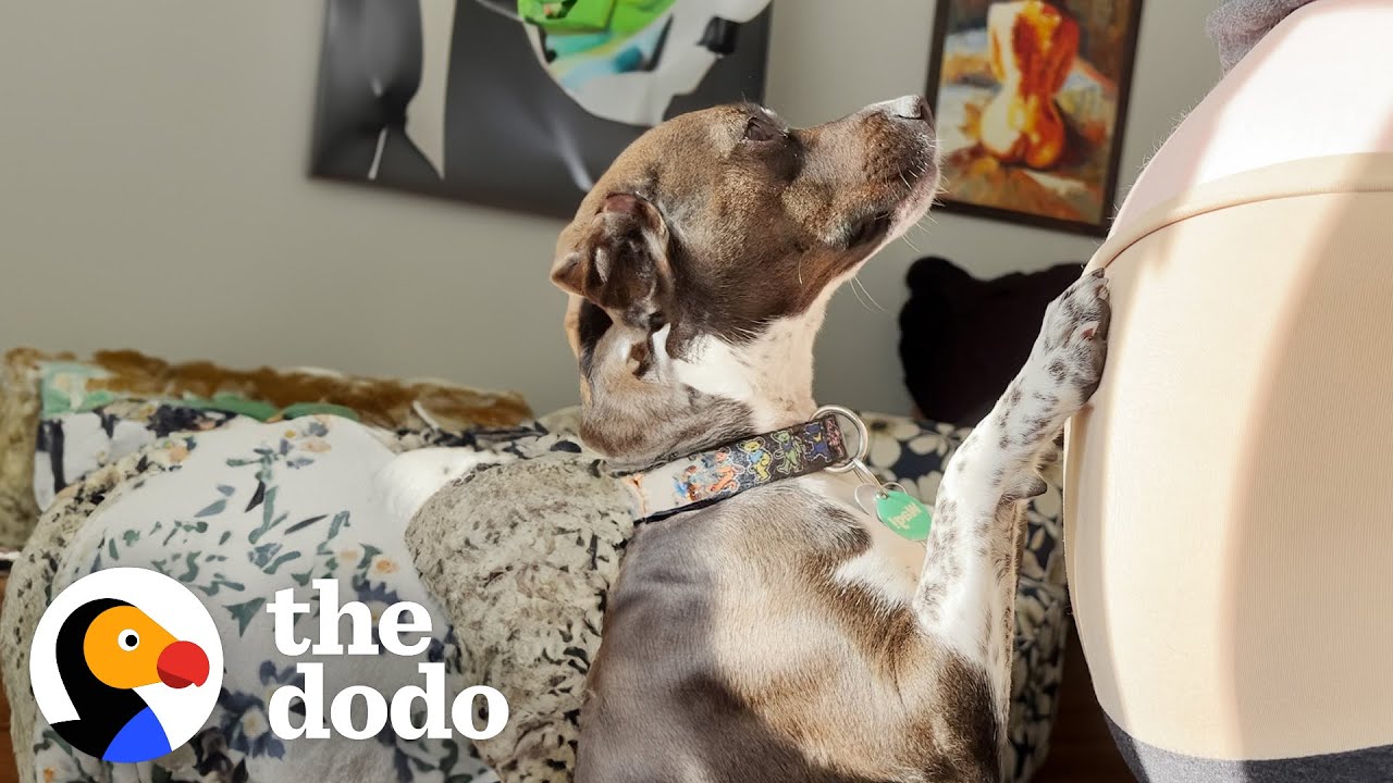 Pittie Wags Her Tail The Moment She Sees Ultrasound Of Her New Sister | The Dodo