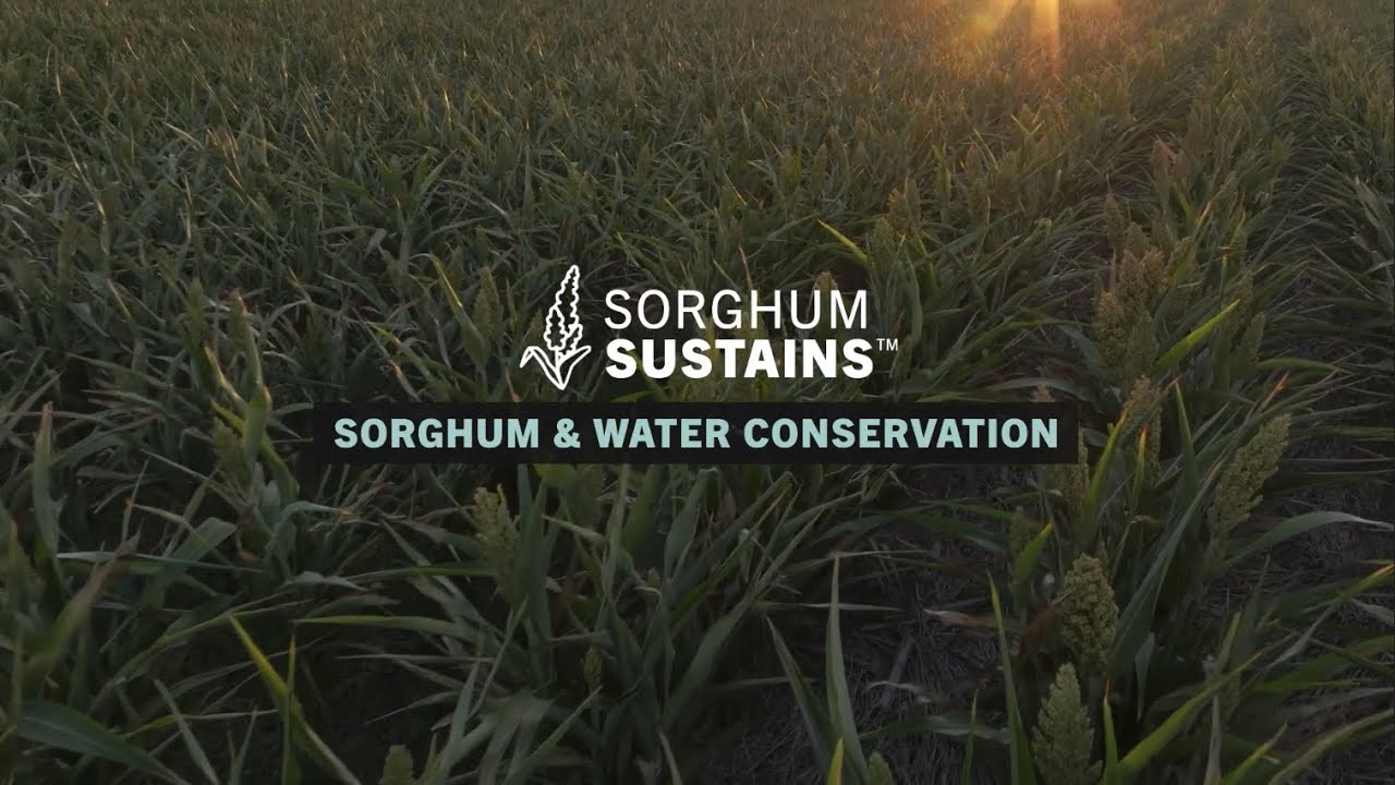 Sorghum Sustains - Sorghum & Water Conservation