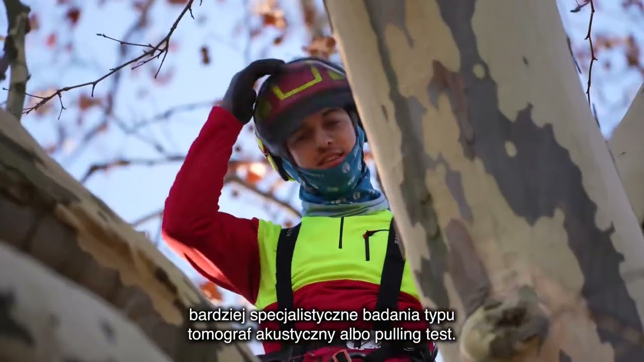 Pomnikowy Platan w centrum Bielska-Białej.
