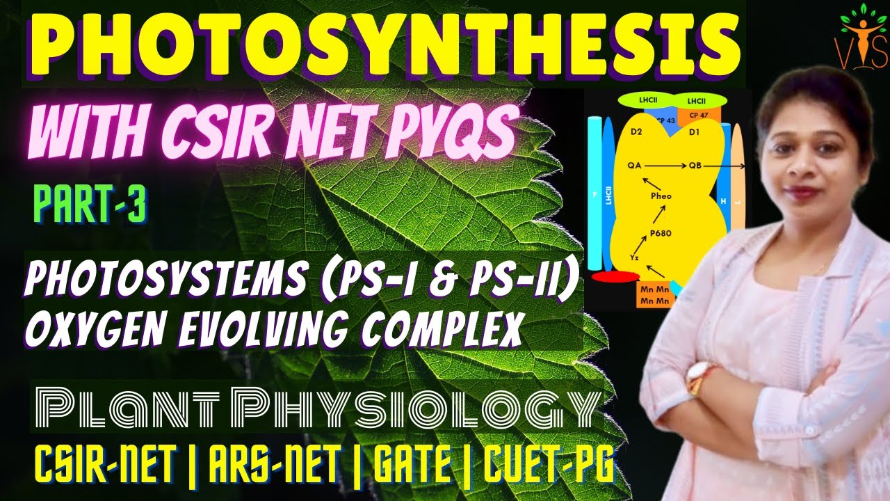 Photosynthesis 3 | Photosystem 1 and 2 in Photosynthesis | oxygen evolving complex mechanism