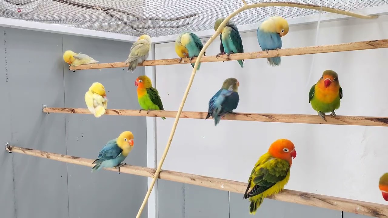 Real Lovebird Sounds | Natural Parrot Audio HD | تغاريد روز فيشر