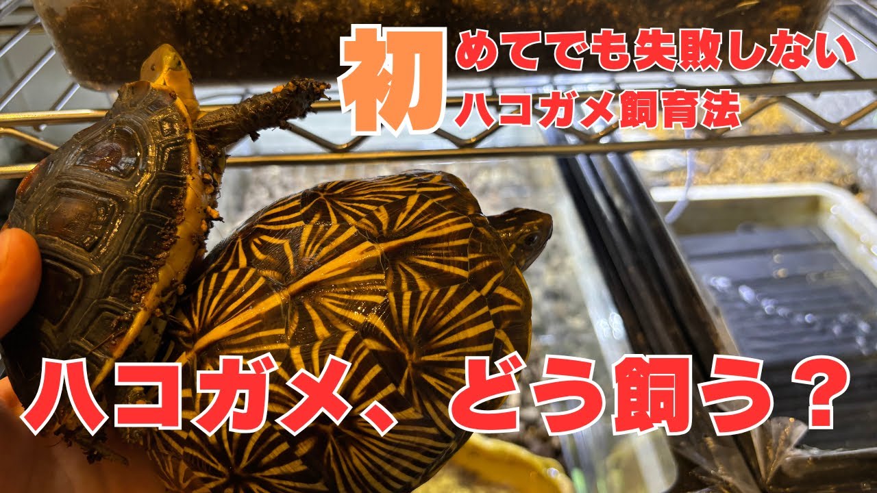 【飼育解説】ハコガメ飼育をしたことない人でも失敗しないハコガメ飼育法を解説してみた