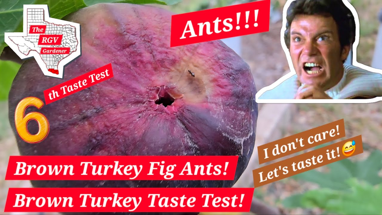 Ants in My Brown Turkey Figs Taste Test! You Heard Me! 😅 || The RGV Gardener 