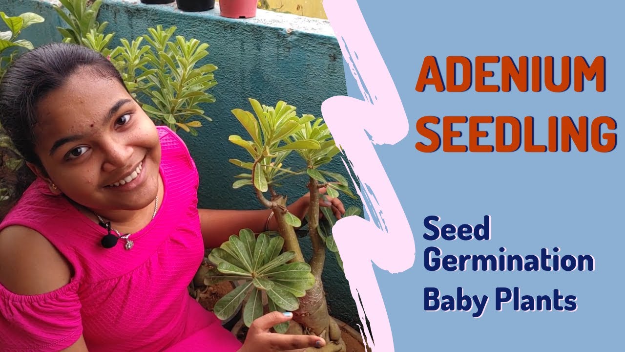Growing Adenium From Seeds - Adenium Seedling - Baby Plants - Chennai Garden & Decor