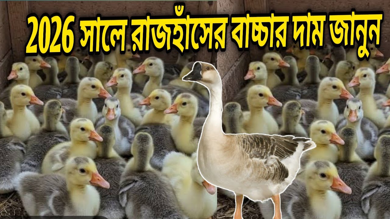 2026 সালের রাজহাঁসের বাচ্চার আপডেট দাম জানুন।#রাজহাঁসের_বাচ্চা #হাঁসের_বাচ্চা #রাজহাঁস