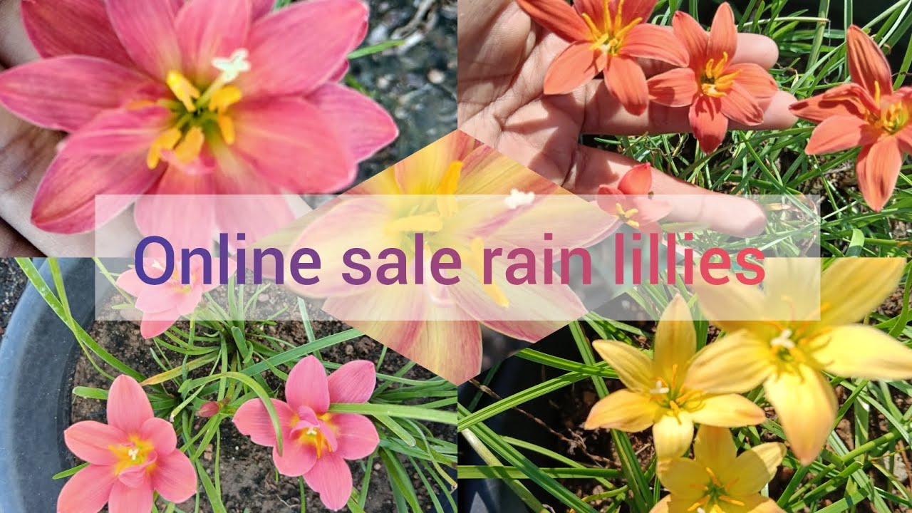 Many many Varieties of rain lillies 🥰🥰🥰