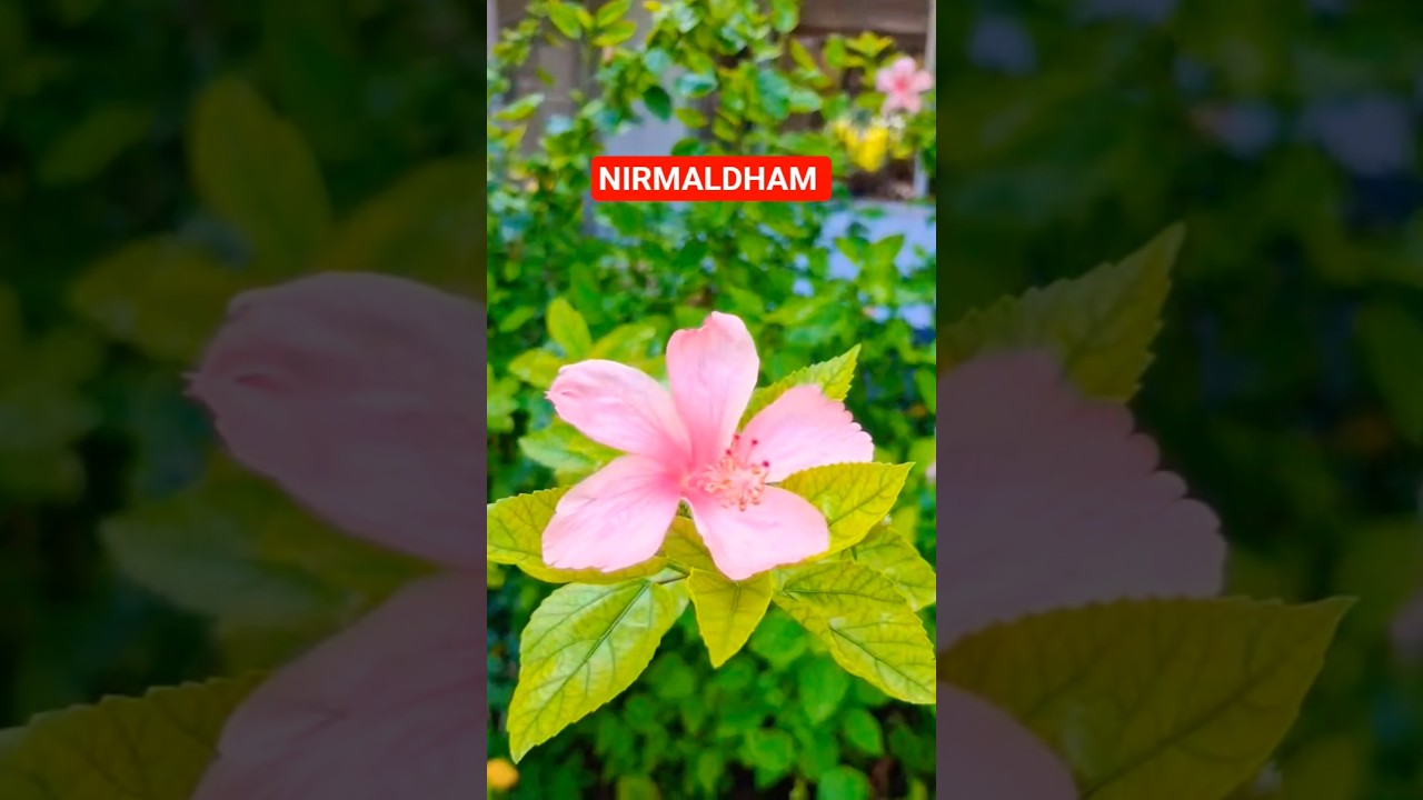 Nirmal Dham Delhi #ShriMataji #sahajayoga #nirmaldham