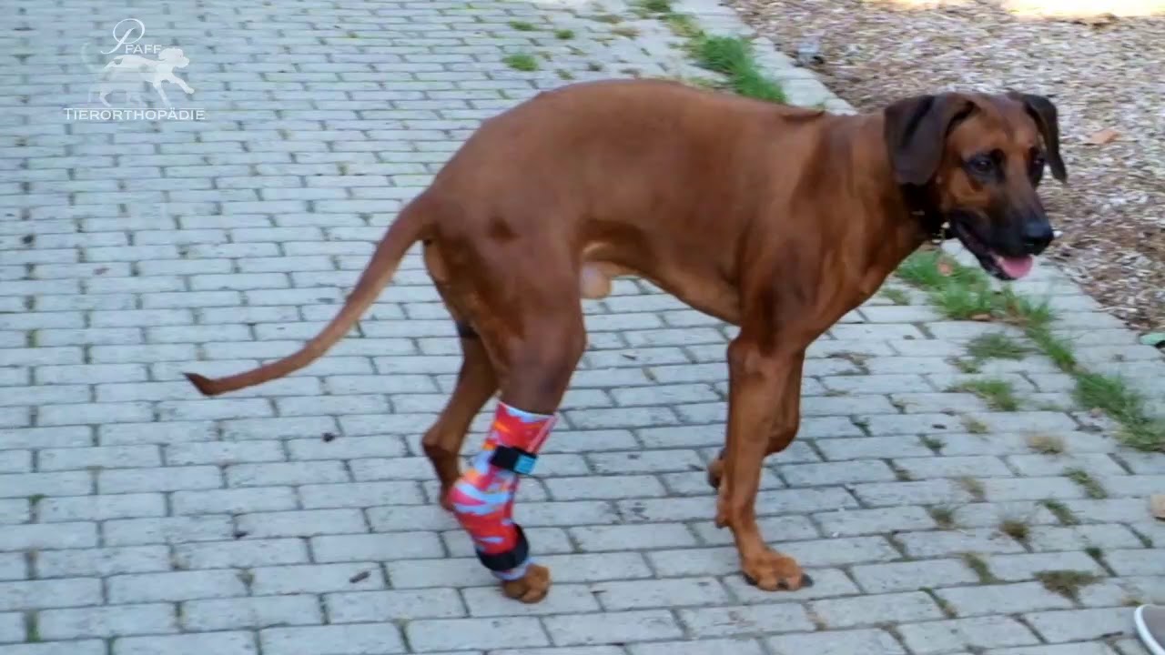PFAFF Tierorthopädie Versorgung Tarsalgelenk