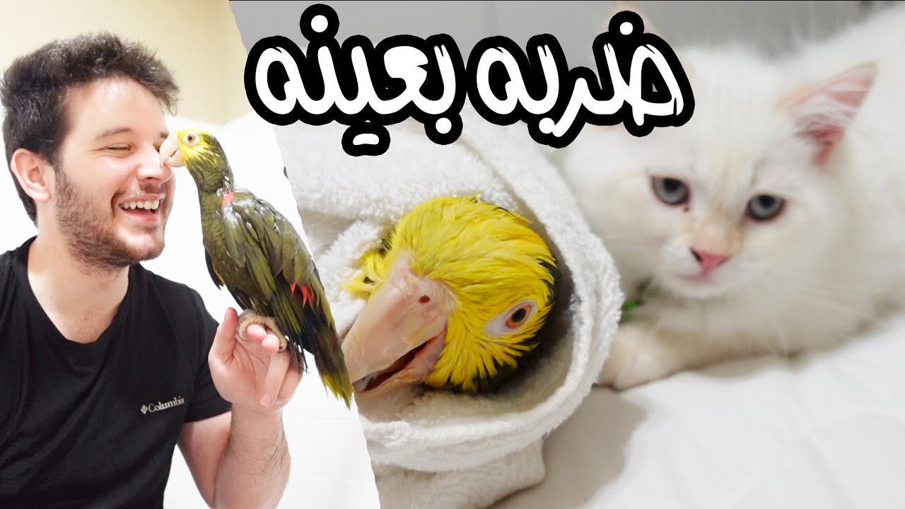 حياتي بامريكا مع اخبث قط وببغاء