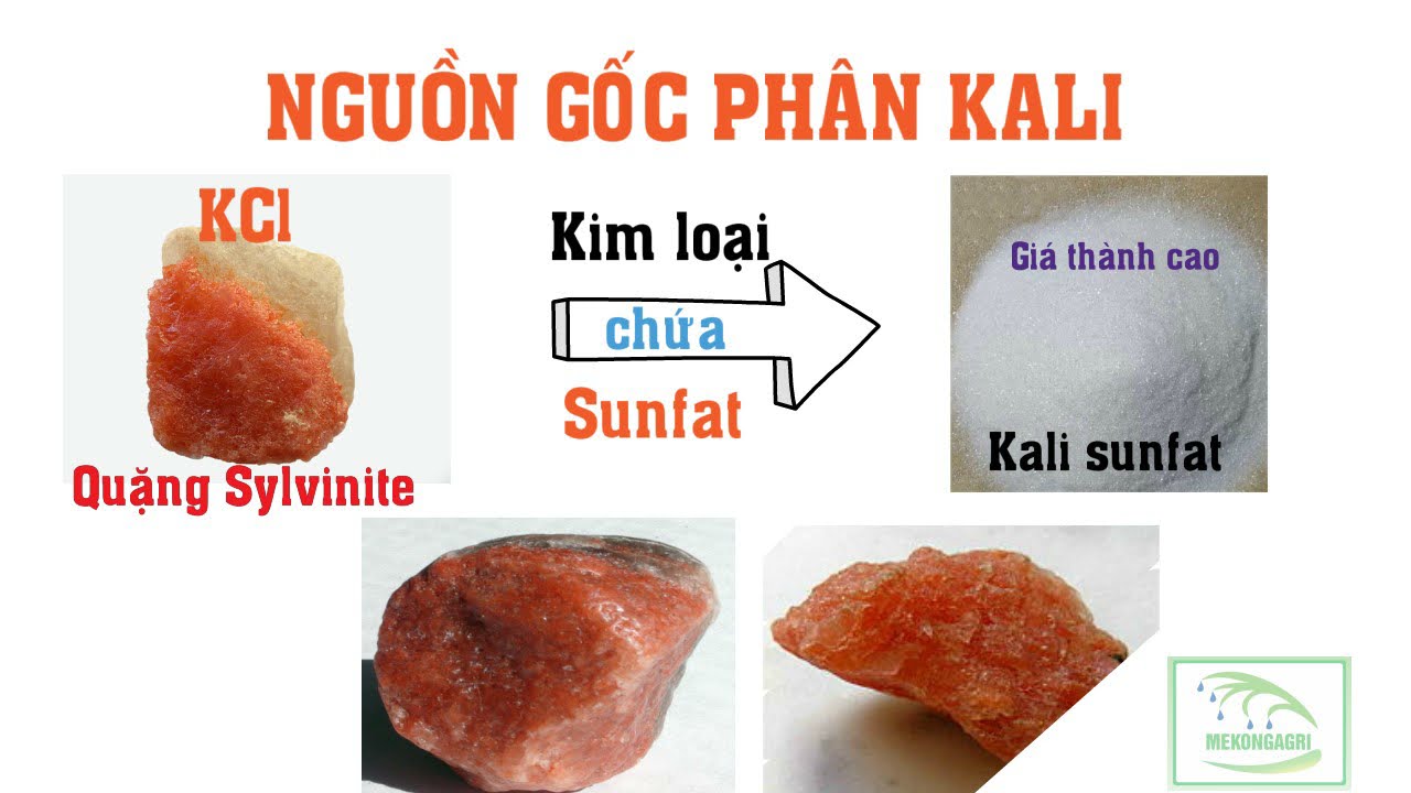 Nông dân cần biêt-hiểu về phân Kali,Kali muối Ớt, Kali Sunfat, Kali Nitrat loại phân nào tốt nhất