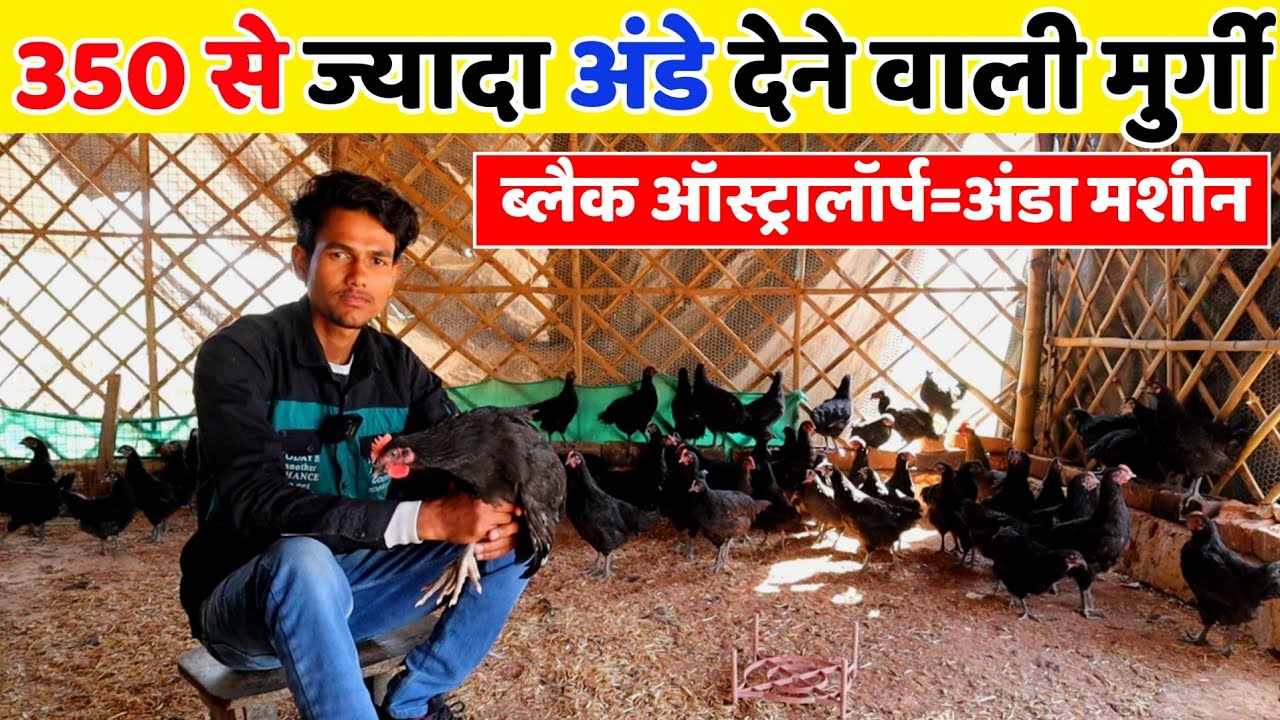 Black Australorp farming in india || 350 से भी ज्यादा अंडे देने वाली मुर्गी || Egg machine||