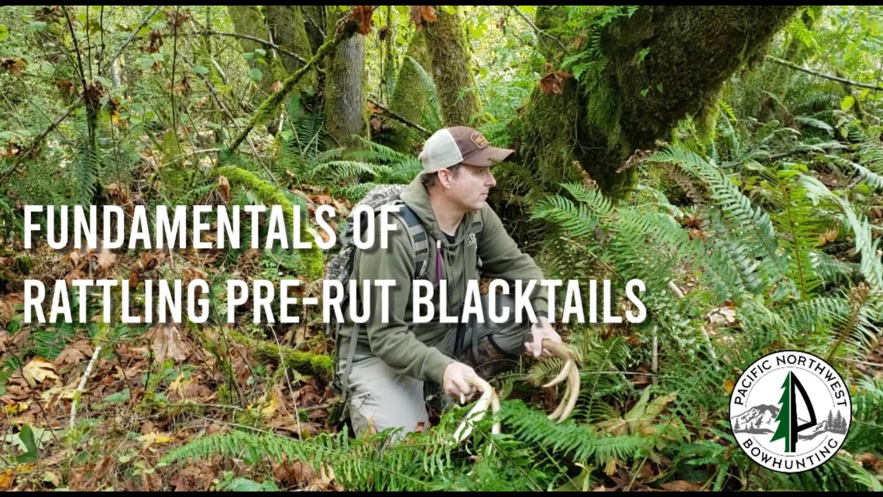 BLACKTAIL Pre-rut rattling fundamentals