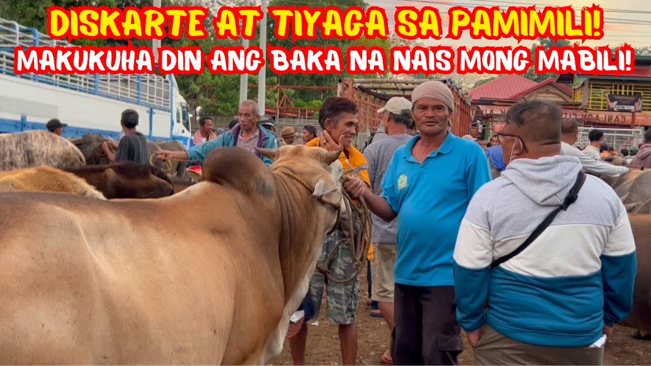 DISKARTE AT TIYAGA SA PAMIMILI, MAKUKUHA DIN ANG BAKA NA NAIS MONG MABILI! | SOLLE'S GANDANG BUHAY