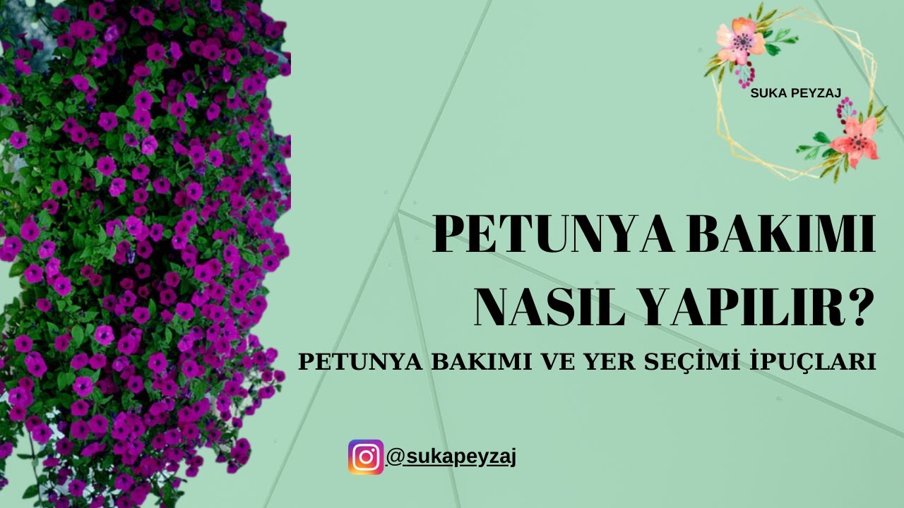 Petunya (Petunia) Bakımı Nasıl Yapılır? Petunya (Petunia) Yer Seçimi Nasıl Olmalıdır?