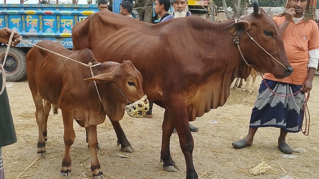 গরুর হাট শাহিওয়াল গাভী বাছুরের দাম, মাতাজি হাট নওগাঁ। ১৪/২/২৪