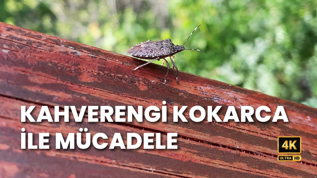 KAHVERENGİ KOKARCA İLE MÜCADELE!
