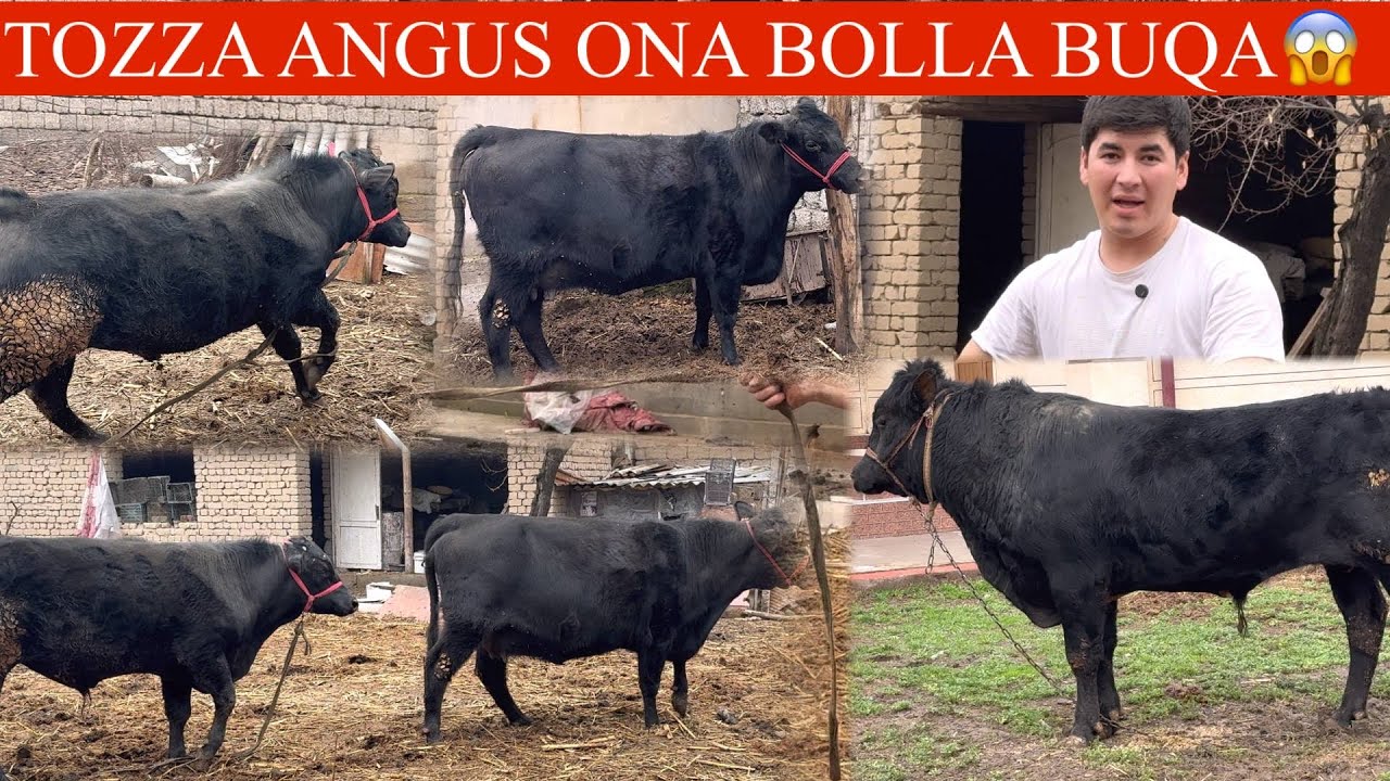 ANGUS SGIRI YETUK BUGʻOZ😳YONIDA AYUGʻDEK BOLASI BILAN ARZON AYTDI NARXINI✊🤝🏃