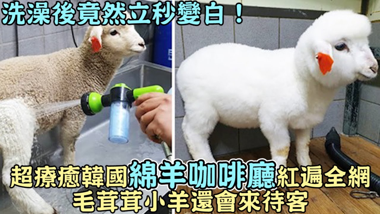 洗澡後竟然立秒變白！超療癒韓國「綿羊咖啡廳」紅遍全網,毛茸茸小羊還會來待客