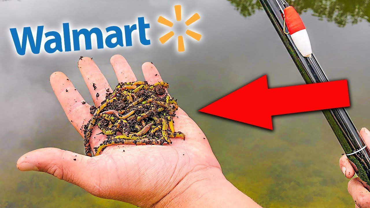 WALMART Cane Pole FISHING CHALLENGE (LIVEBAIT w/ kickintheirbasstv)