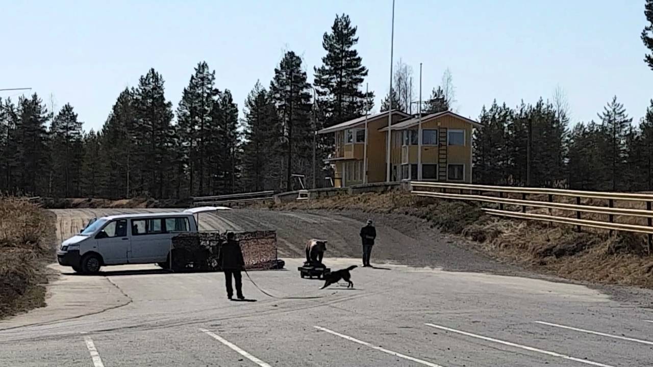 Lapinporokoira Taimiston Ahnas Susi eli Tassu 1v petotestissä osa 1